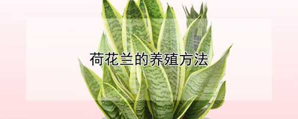 荷花兰如何养护（荷花兰如何养护视频）