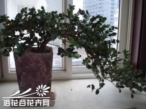 大花假虎刺如何（大花假虎刺怎么修剪）