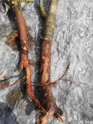 如何保护腐烂的树根（保护树根部分用什么办法）