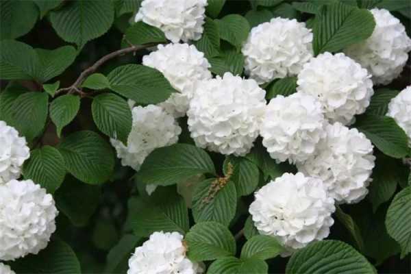 如何养护白色绣球花（白色绣球花为什么不吉利）