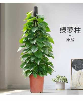 冬天如何养大叶绿萝（冬季大叶绿萝繁殖步骤图解）