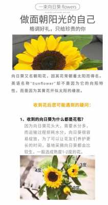 如何向日葵养护（向日葵如何养护?）-图1