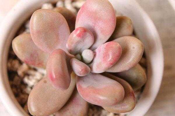 桃蛋在冬季应该如何养殖（桃蛋冬天怕冷吗）