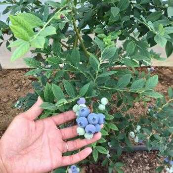 蓝莓树夏季如何管理（蓝莓树苗怎么管理）