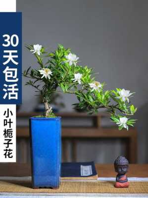 栀子花如何做盆景（栀子花做盆景哪个品种好）