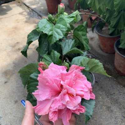 如何种植桑叶牡丹（桑叶牡丹家养好不好）