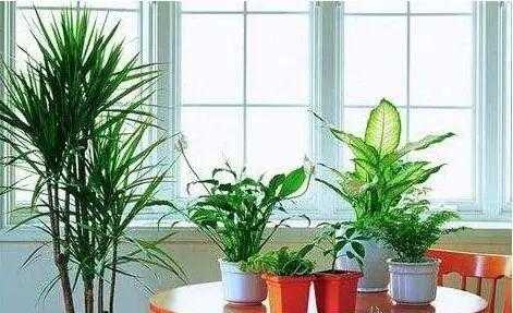 冬季室内植物如何保温（冬季室内植物如何保温好）