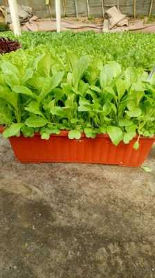 盆栽疏菜的前景如何（盆栽蔬菜）