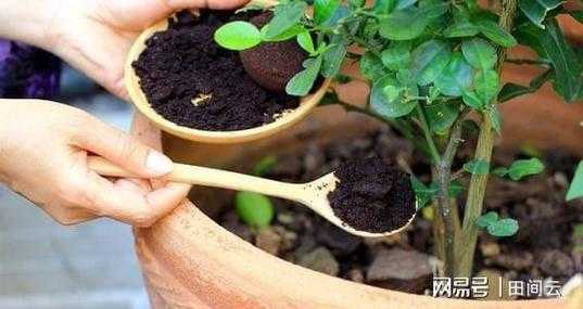 盆栽植物如何施肥（盆栽植物施肥过量怎么处理）