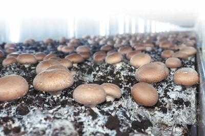 种蘑菇如何疏菇（怎样种蘑菇要什么条件）-图1