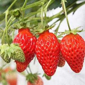 草莓四季如何养护（草莓四季常青吗）