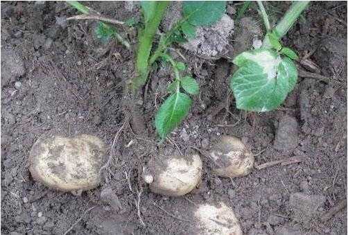 如何养殖土豆（如何养殖土豆苗）