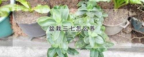 盆栽三七如何管理方法（盆栽三七如何管理方法视频）