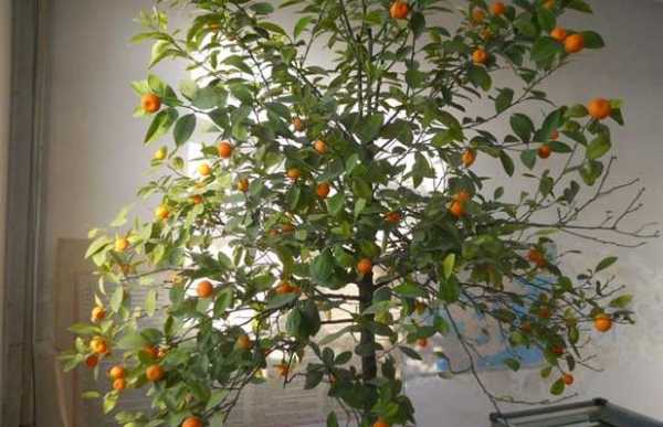 橘树如何养殖（橘树如何养殖视频）