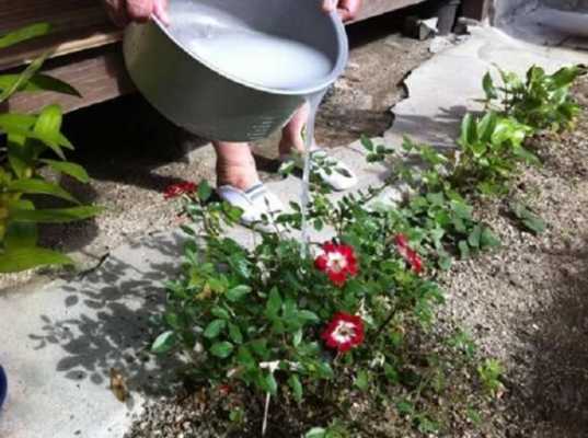 淘米水如何浇花做肥料（淘米水能浇什么花浇花的正确使用）