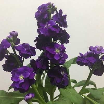 紫罗兰如何种植（紫罗兰如何种植视频）