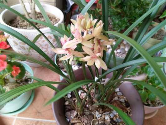 台湾兰花如何繁殖（台湾养兰花用什么肥料最好）