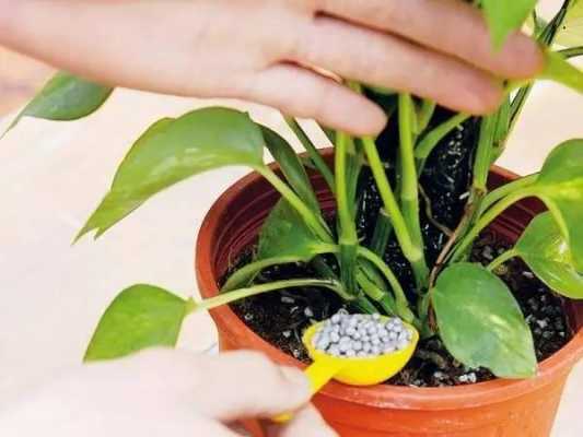 家养植物如何施肥（家庭植物施肥）