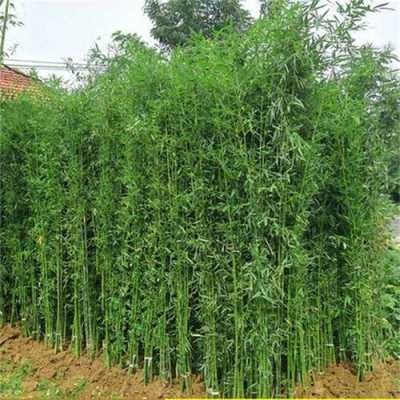竹子如何在家里种植（竹子如何在家里种植视频）