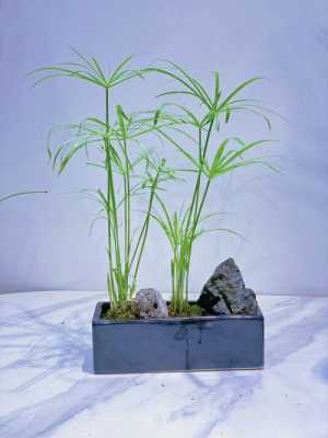 如何养水竹（水竹的养殖方法）