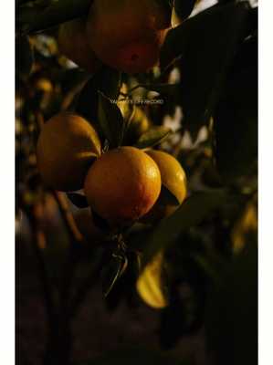 如何给橘子树拍照（橘子树摄影）