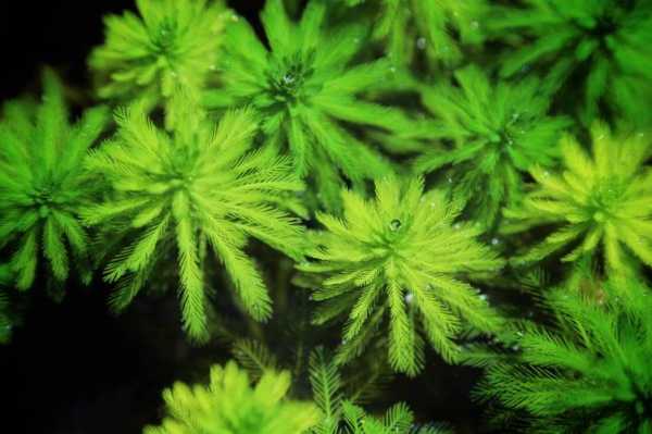 狐尾藻如何种（狐尾藻如何种植和养殖）