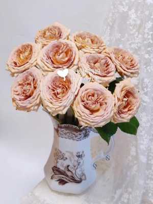 荷兰盆栽小玫瑰如何养护（荷兰玫瑰用什么土种植）