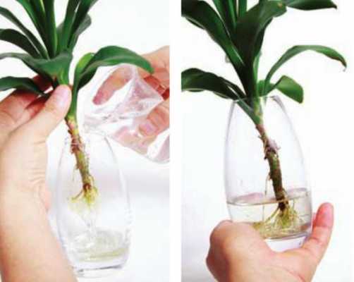 如何制保湿花卉水（什么方法保持花有水）