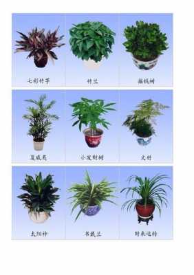 室内植物如何分类（室内植物都有哪些）