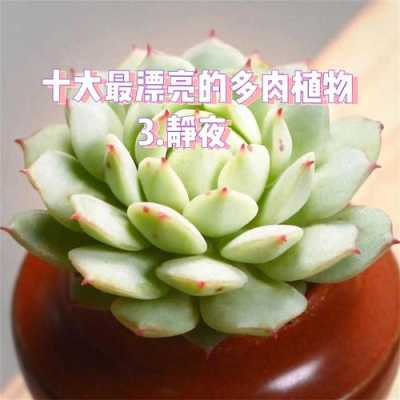多肉植物静如何养（多肉静夜养殖方法和注意事项）