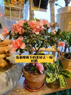 杜鹃如何控长（杜鹃怎么缩枝）