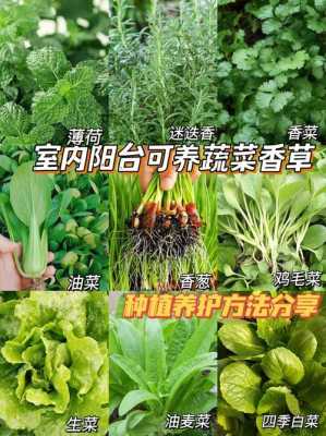 如何养护香草（香草养殖技术）
