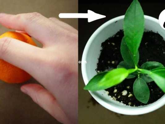 如何让橘子种子快速发育（怎样用橘子种子孕育出苗来?）