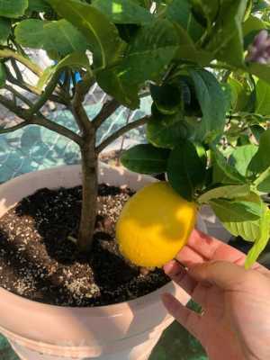 盆栽柠檬如何剪枝（盆栽柠檬如何剪枝视频教程）