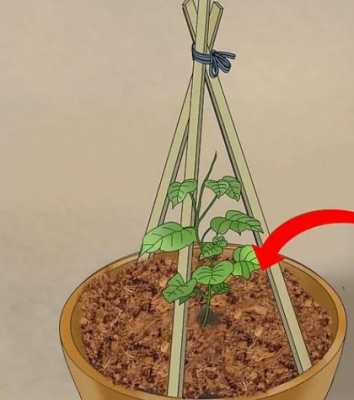 如何用种子盆栽黄瓜（如何用种子盆栽黄瓜视频）