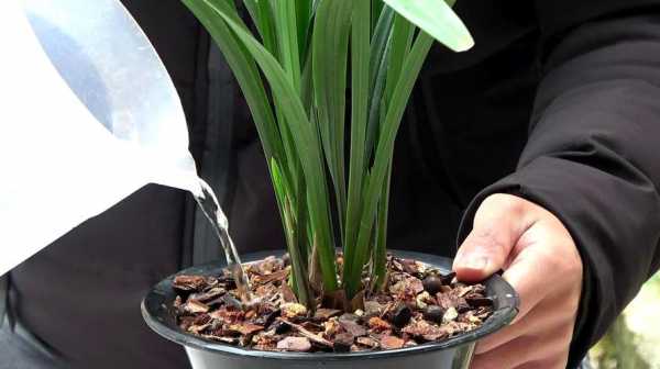 如何让兰花土壤保持酸性（如何让兰花土壤保持酸性呢）