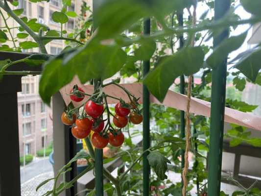 如何在阳台种番茄（如何在阳台种番茄视频）-图3