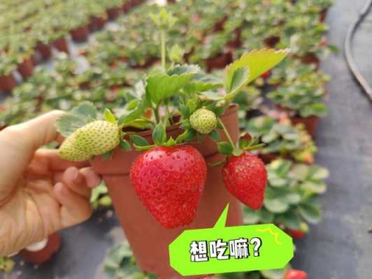 如何养植草莓（如何养殖草莓）-图1