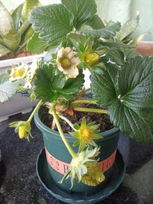 如何养植草莓（如何养殖草莓）-图3