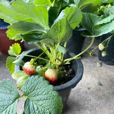 如何养植草莓（如何养殖草莓）-图2