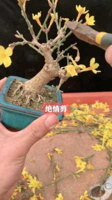 如何修剪玉兰花（玉兰怎么修剪能让它开花多）