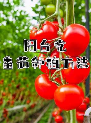 家庭里如何种植番茄（自家种番茄怎么种）-图1