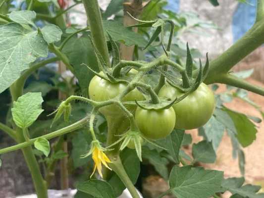 家庭里如何种植番茄（自家种番茄怎么种）-图2