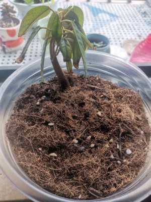 如何种植榴莲树苗（种植榴莲树苗土壤含水率多少合适）