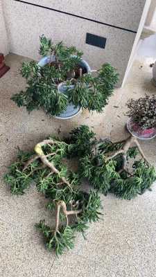 吸财树叶片如何修剪（吸财树叶片如何修剪图解）